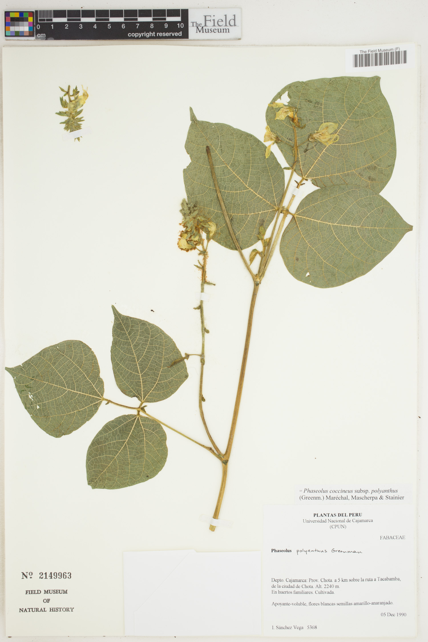 Phaseolus polyanthus (Year bean) — photo