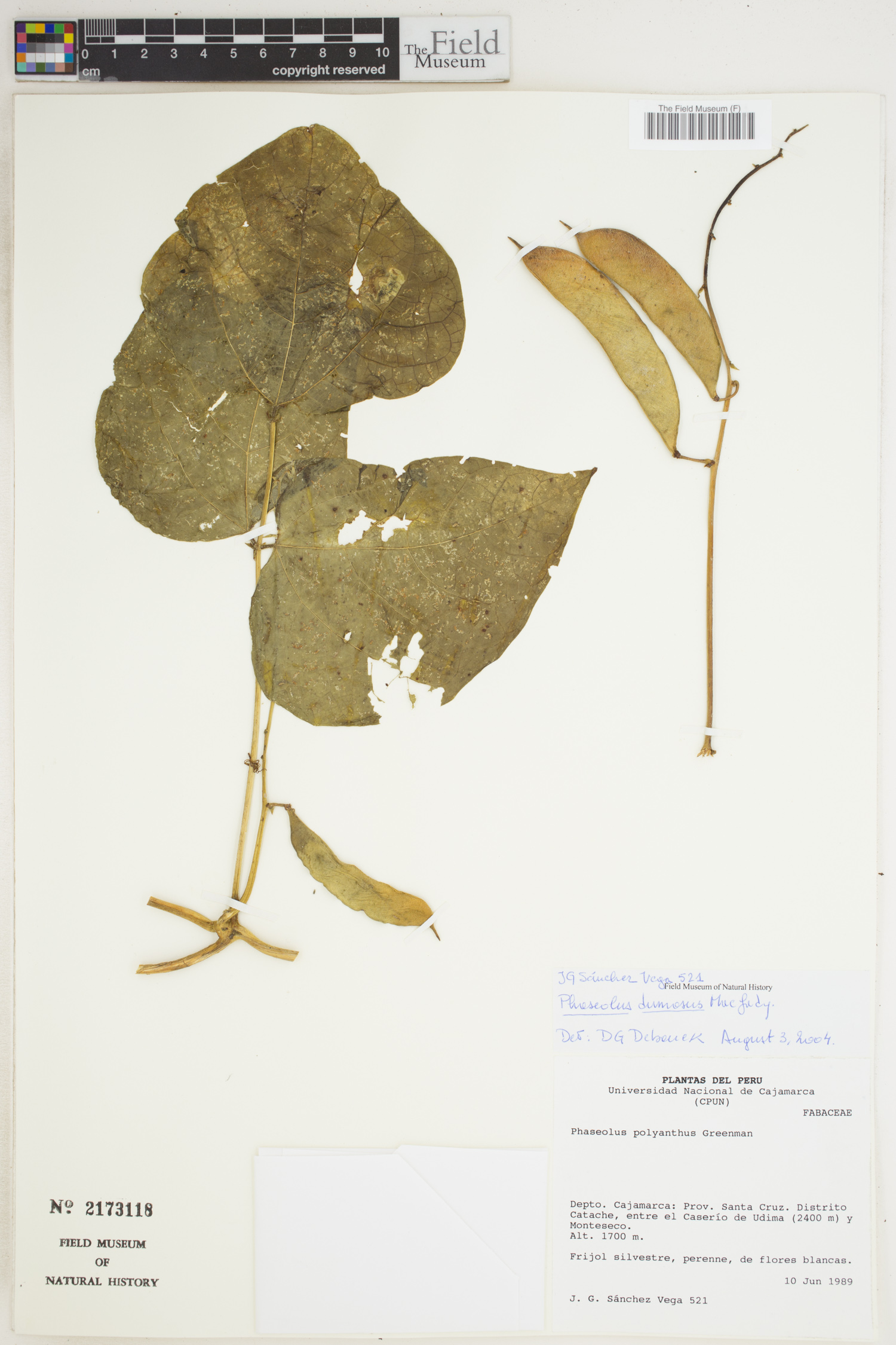 Phaseolus polyanthus (Year bean) — photo