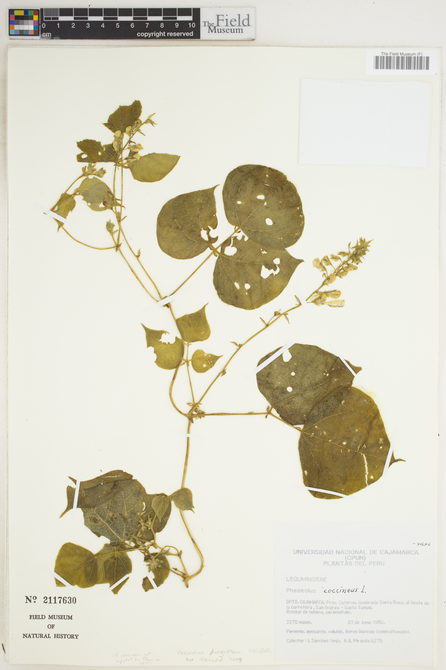 Phaseolus polyanthus