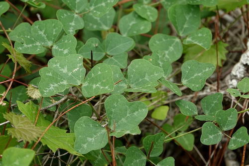 Phaseolus polystachios (Wild bean) — photo
