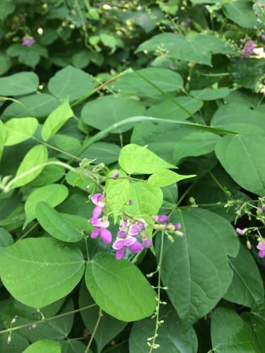 Phaseolus polystachios (Wild bean) — photo