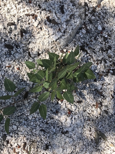Phaseolus ritensis (Cocolmeca) — photo