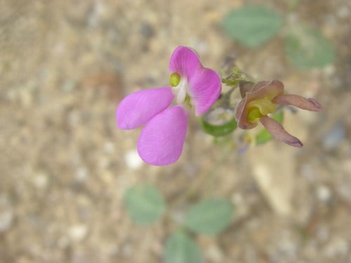 Phaseolus ritensis (Cocolmeca) — photo