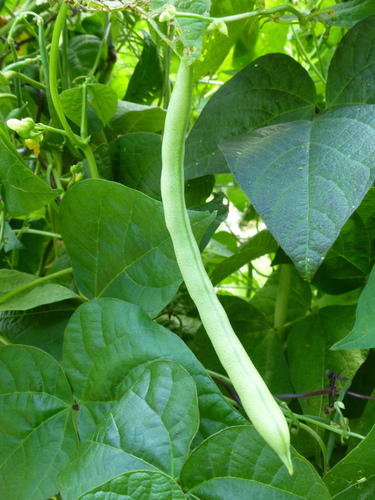 Phaseolus vulgaris var. nanus — photo