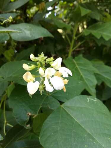 Phaseolus vulgaris var. nanus
