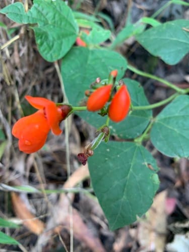 Phaseolus vulgaris var. nanus — photo