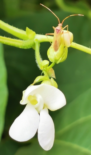 Phaseolus vulgaris (Common bean) — photo