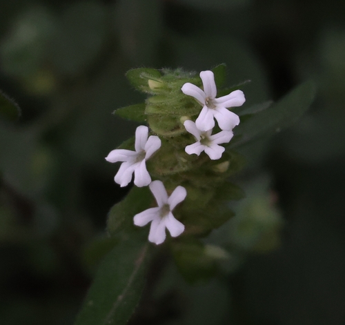 Phaulopsis imbricata (Himalayan ruellia) — photo