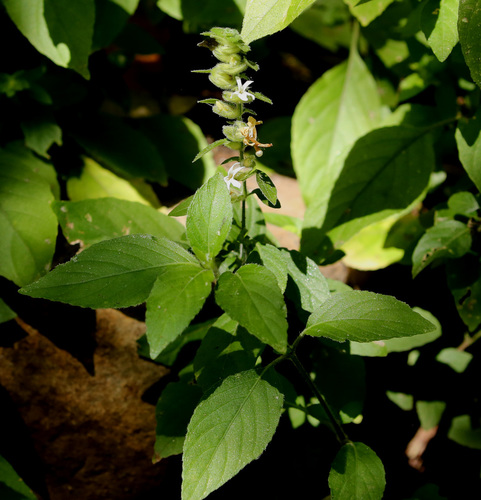 Phaulopsis imbricata (Himalayan ruellia) — photo