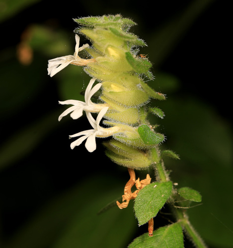 Phaulopsis imbricata
