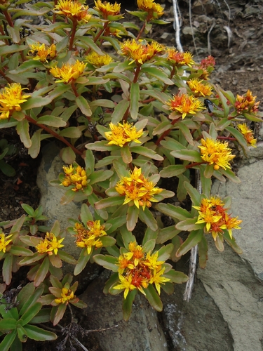 Phedimus kamtschaticus (Stonecrop) — photo