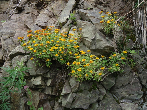 Phedimus kamtschaticus (Stonecrop) — photo