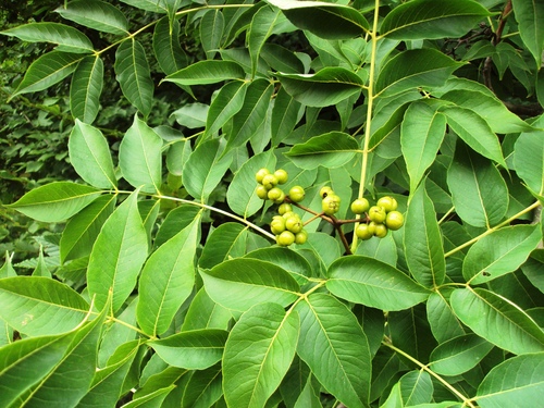 Phellodendron amurense (Amur cork tree) — photo