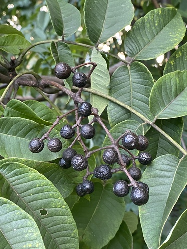 Phellodendron amurense