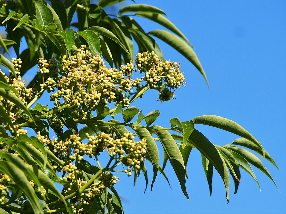 Phellodendron lavallei (Miyama-Kihada) — photo