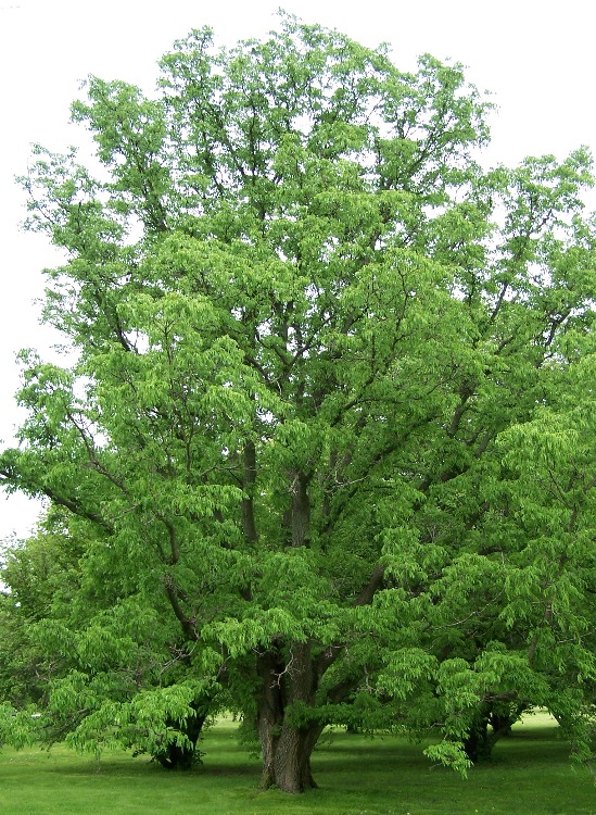 Phellodendron lavallei