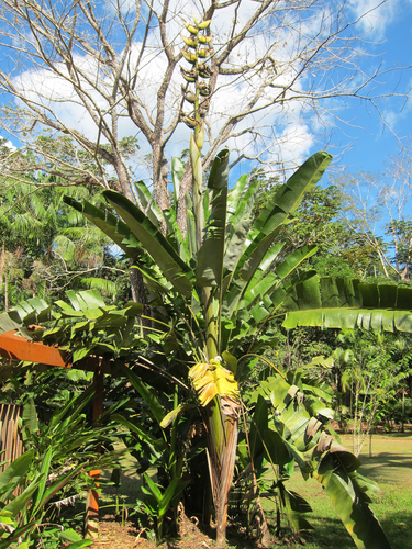 Phenakospermum guyannense (Yebao) — photo