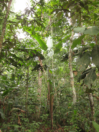 Phenakospermum guyannense (Yebao) — photo