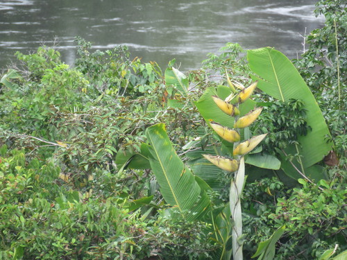 Phenakospermum guyannense