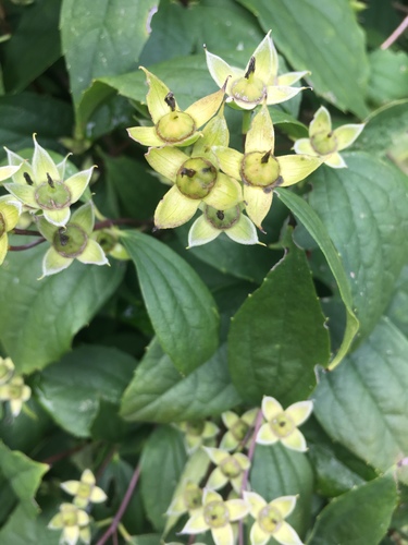 Philadelphus coronarius — photo