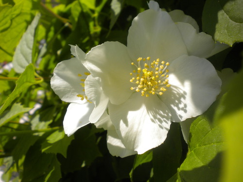 Philadelphus coronarius — photo