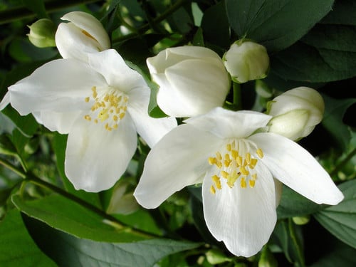Philadelphus coronarius