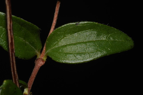 Philadelphus microphyllus (Littleleaf mock orange) — photo