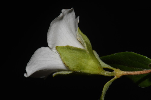 Philadelphus microphyllus (Littleleaf mock orange) — photo