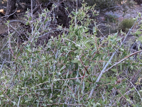 Philadelphus microphyllus