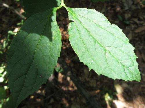 Philadelphus schrenkii (Mock orange) — photo