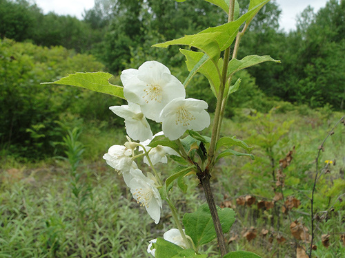 Philadelphus schrenkii