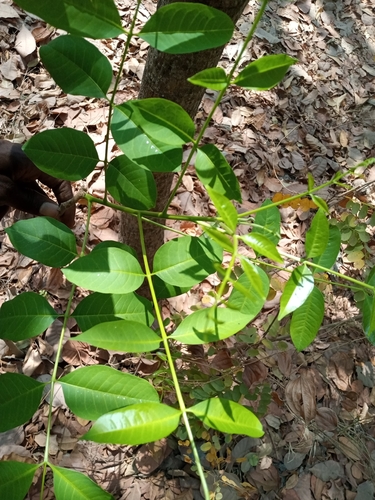 Philenoptera cyanescens (Indigo vine) — photo