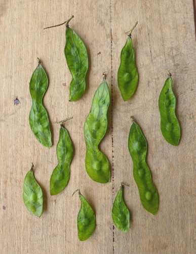 Philenoptera cyanescens (Indigo vine) — photo