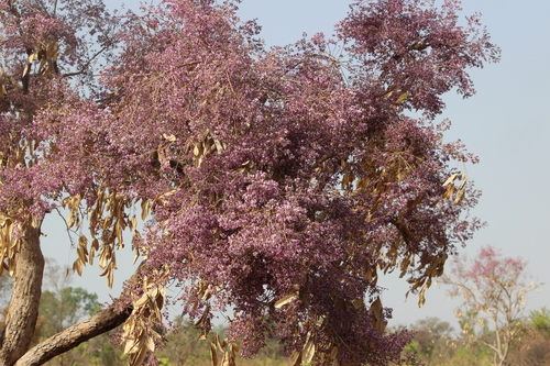 Philenoptera laxiflora (Senegal lilac) — photo