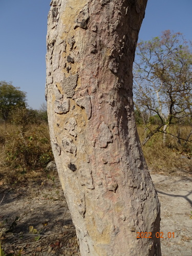 Philenoptera laxiflora (Senegal lilac) — photo