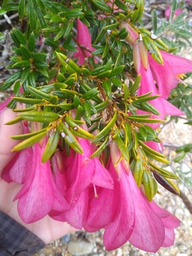 Philesia magellanica (Chilean bellflower) — photo