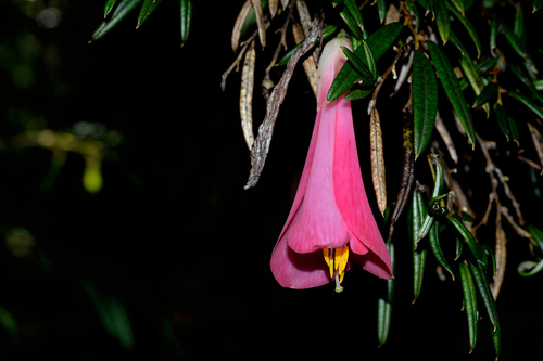 Philesiaceae