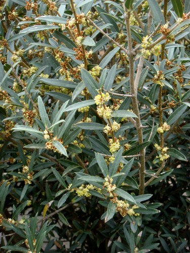 Phillyrea angustifolia — photo