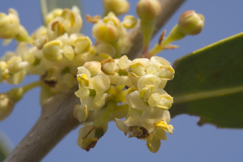 Phillyrea angustifolia — photo