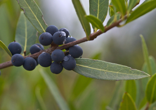 Phillyrea angustifolia