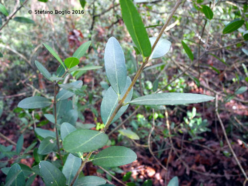 Phillyrea latifolia (Mockpriveterinary) — photo