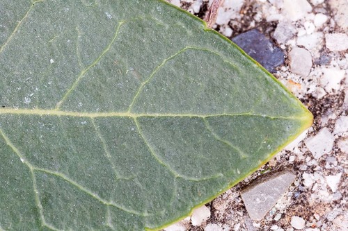 Phillyrea latifolia (Mockpriveterinary) — photo