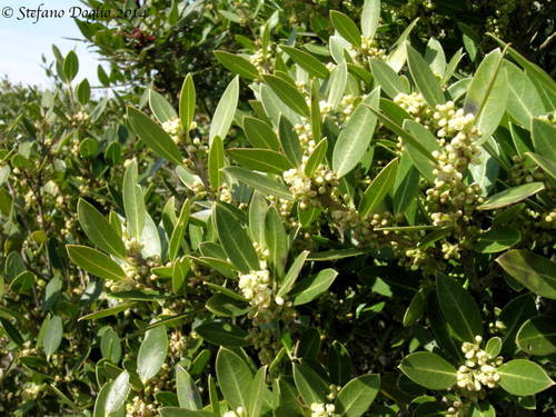 Phillyrea latifolia