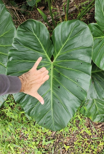Philodendron brasiliense (Taruba) — photo