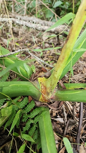 Philodendron brasiliense (Taruba) — photo