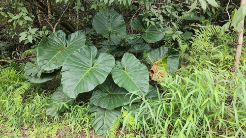 Philodendron brasiliense