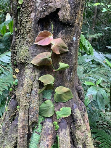 Philodendron hederaceum var. oxycardium — photo