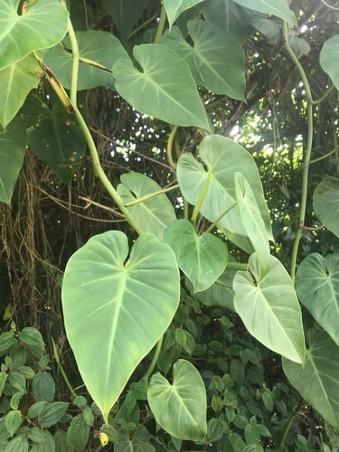 Philodendron hederaceum var. oxycardium