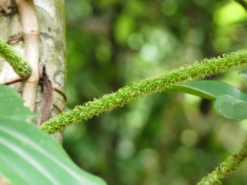 Philodendron squamiferum (Red bristle philodendron) — photo