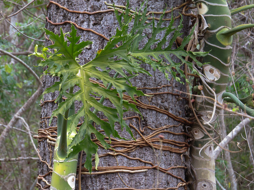 Philodendron warscewiczii — photo